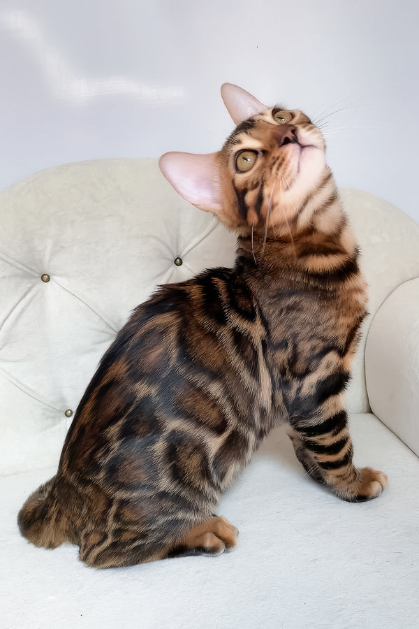 Linda | Bengal Kitten