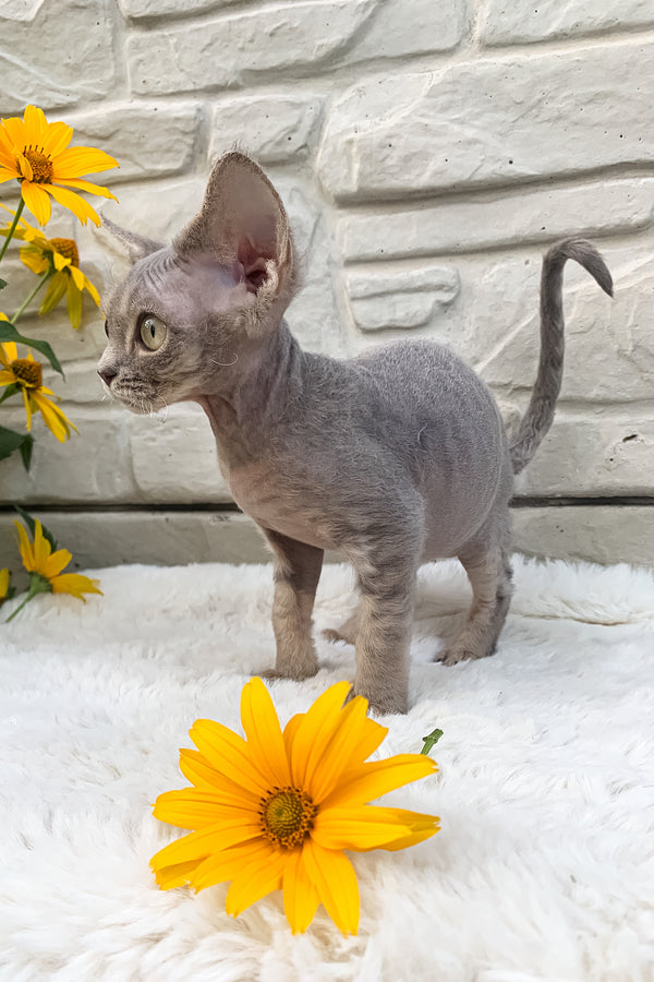 Linda | Devon Rex Kitten