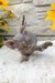 Linda | Devon Rex Kitten