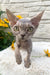 Linda | Devon Rex Kitten