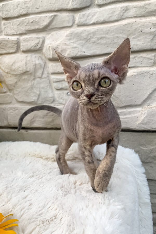 Linda | Devon Rex Kitten