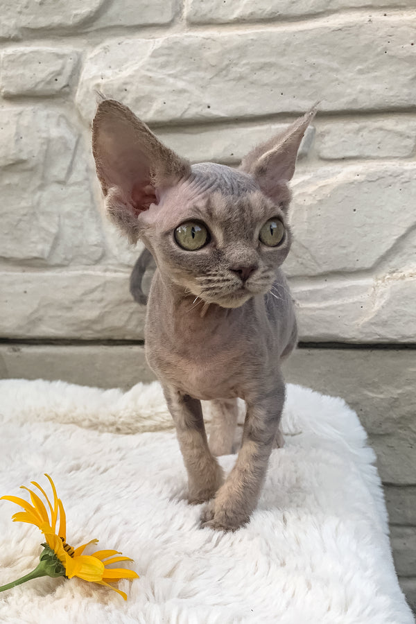 Linda | Devon Rex Kitten