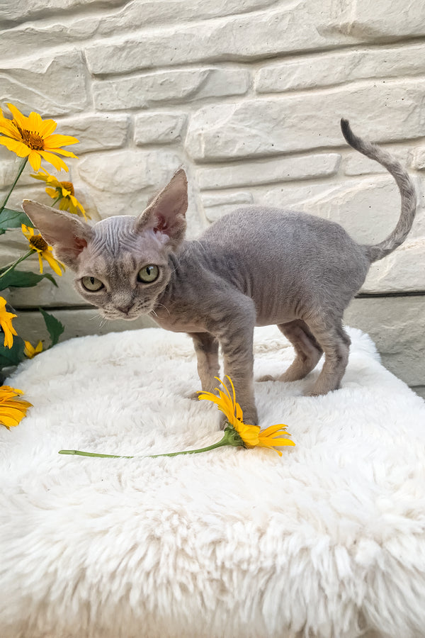 Linda | Devon Rex Kitten