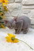 Linda | Devon Rex Kitten