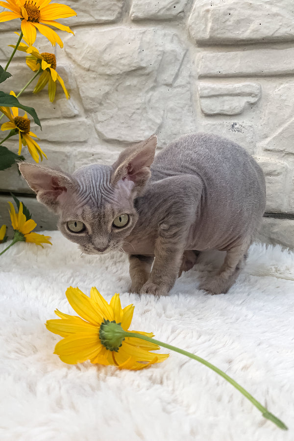 Linda | Devon Rex Kitten