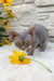Linda | Devon Rex Kitten