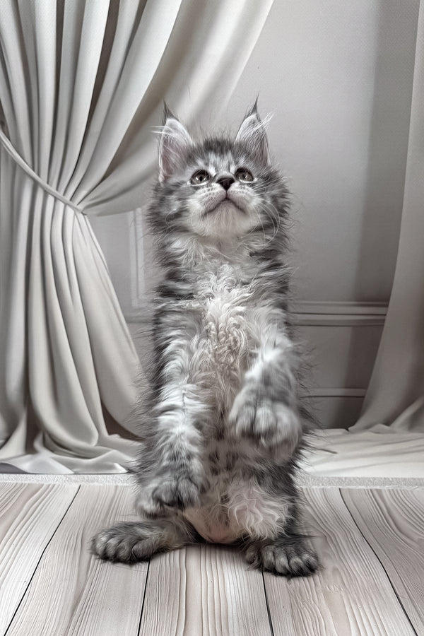 Lindsay | Polydactyl Maine Coon Kitten