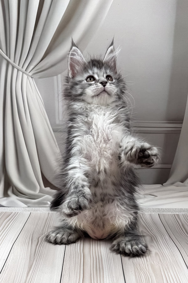 Lindsay | Polydactyl Maine Coon Kitten