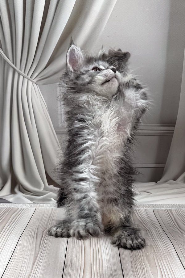Lindsay | Polydactyl Maine Coon Kitten