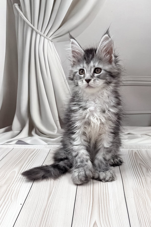 Lindsay | Polydactyl Maine Coon Kitten