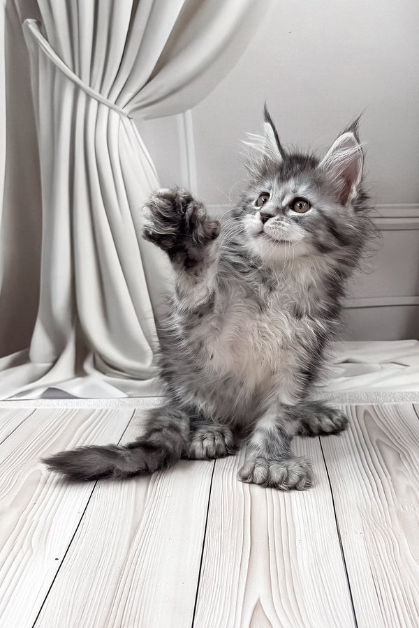 Lindsay | Polydactyl Maine Coon Kitten