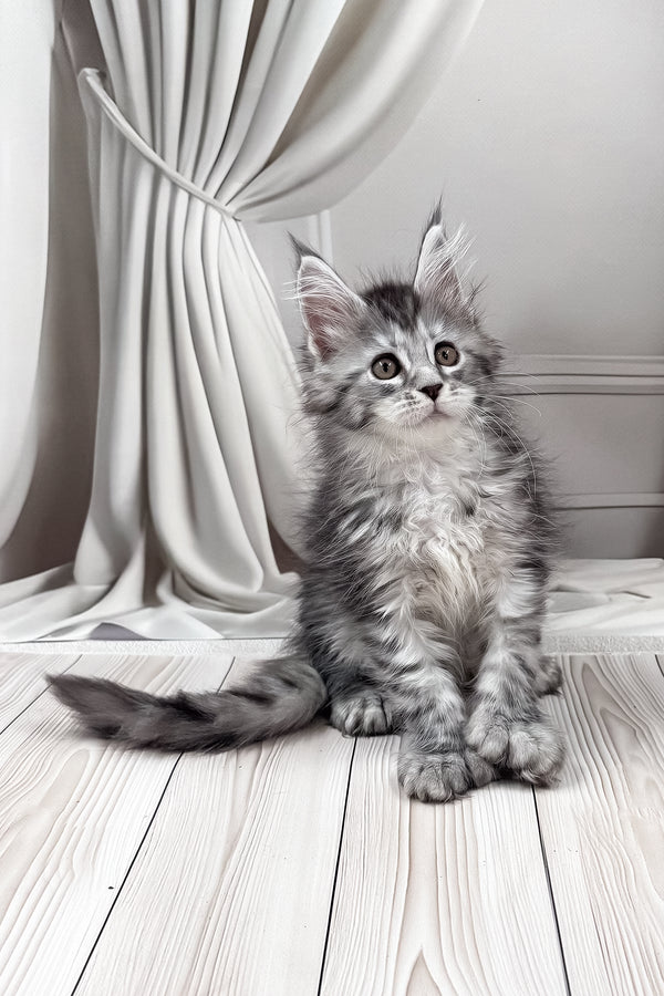 Lindsay | Polydactyl Maine Coon Kitten