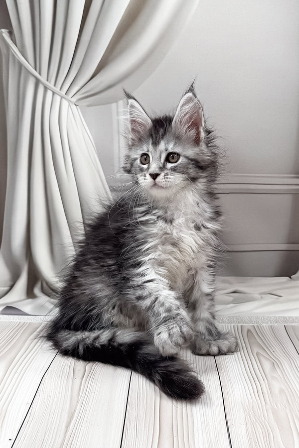 Lindsay | Polydactyl Maine Coon Kitten