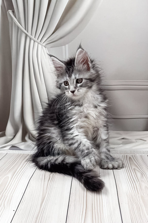 Lindsay | Polydactyl Maine Coon Kitten