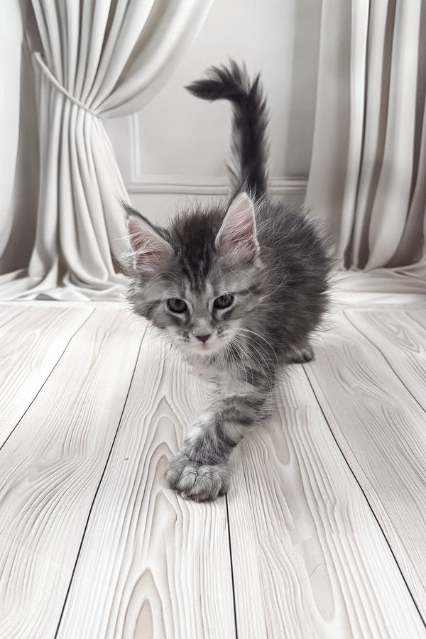 Lindsay | Polydactyl Maine Coon Kitten