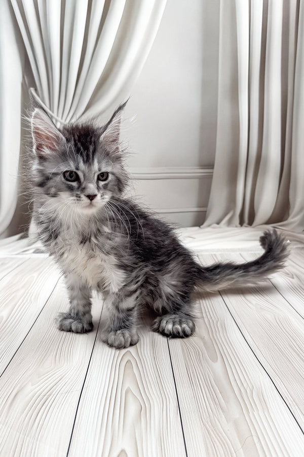 Lindsay | Polydactyl Maine Coon Kitten