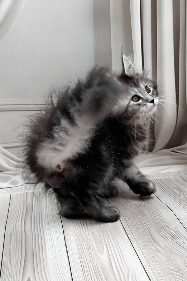 Linx | Polydactyl Maine Coon Kitten