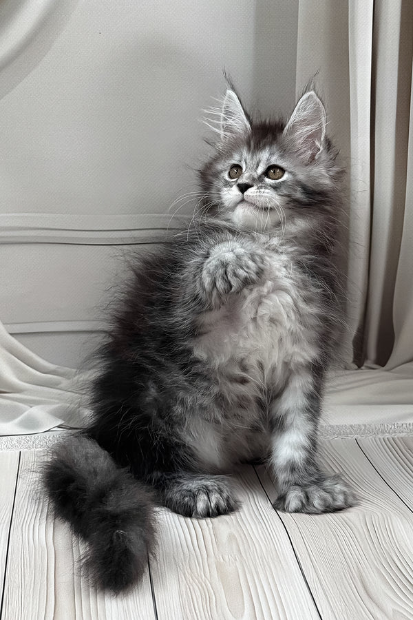 Linx | Polydactyl Maine Coon Kitten