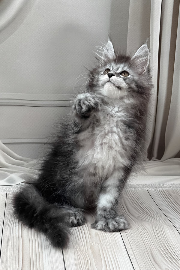 Linx | Polydactyl Maine Coon Kitten