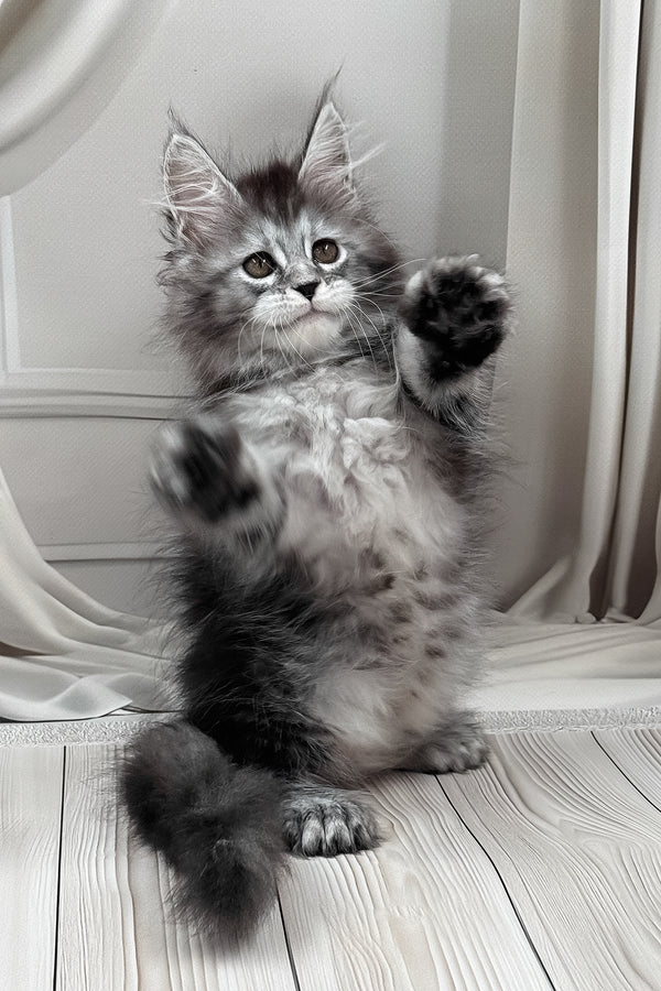 Linx | Polydactyl Maine Coon Kitten