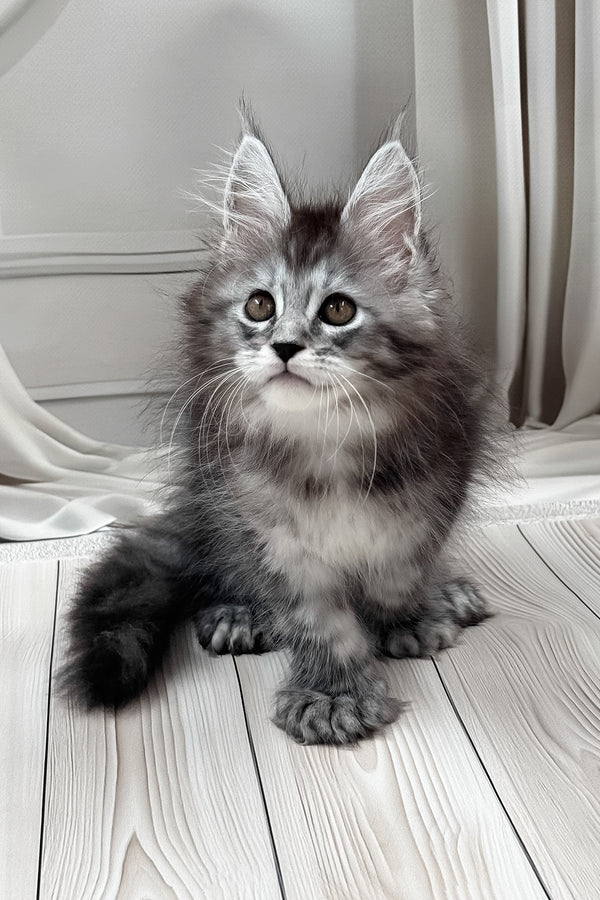 Linx | Polydactyl Maine Coon Kitten
