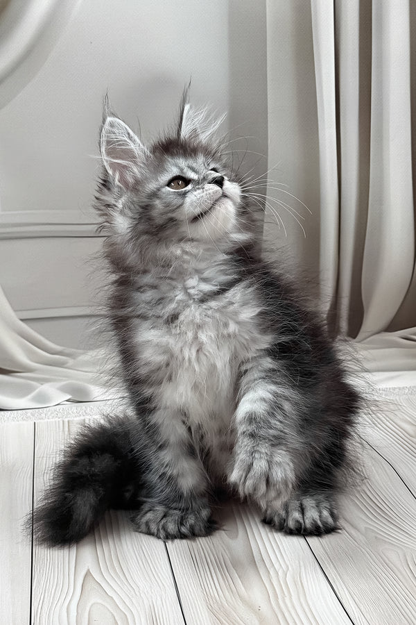Linx | Polydactyl Maine Coon Kitten
