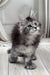 Linx | Polydactyl Maine Coon Kitten