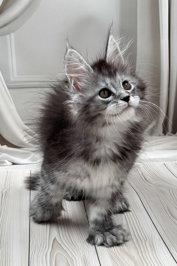 Linx | Polydactyl Maine Coon Kitten