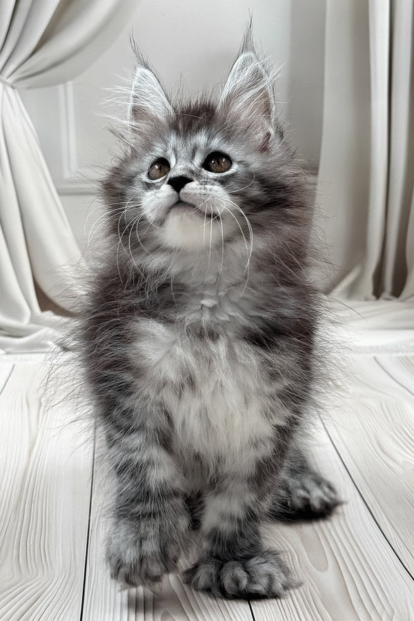 Linx | Polydactyl Maine Coon Kitten