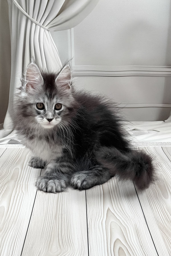 Linx | Polydactyl Maine Coon Kitten