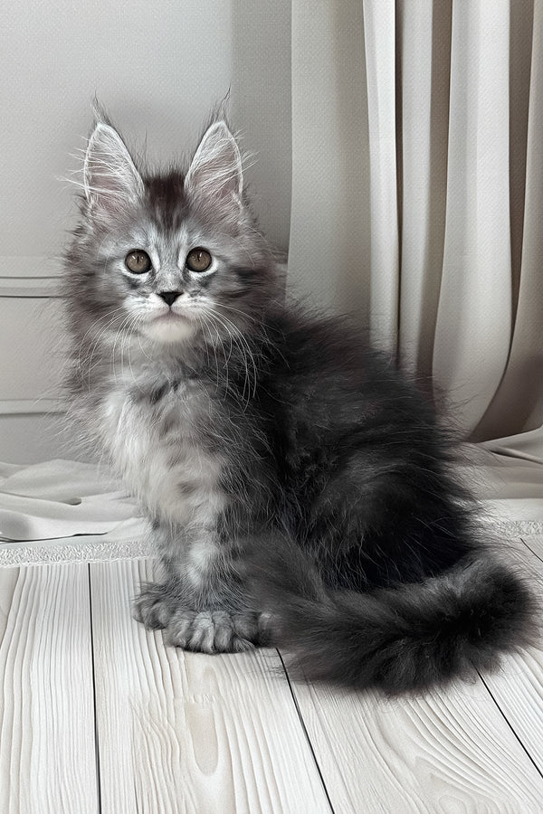 Linx | Polydactyl Maine Coon Kitten