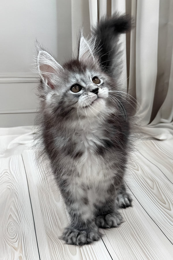 Linx | Polydactyl Maine Coon Kitten