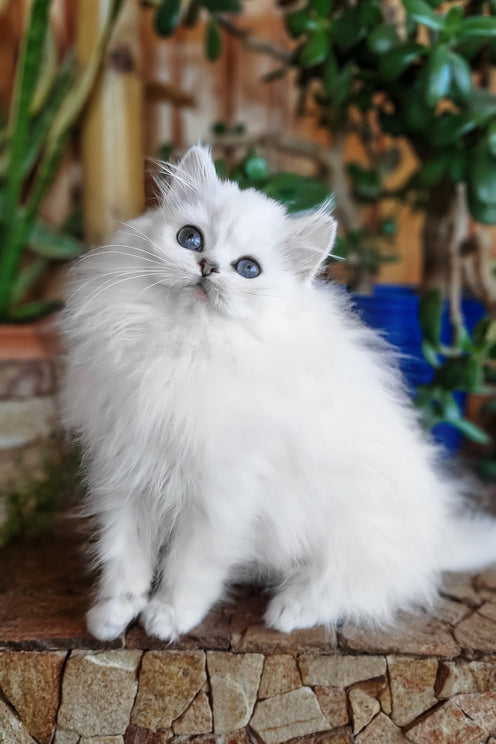Liroj | British Longhair Kitten