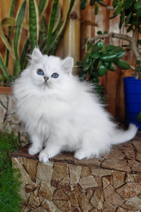 Liroj | British Longhair Kitten