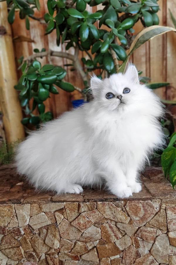 Liroj | British Longhair Kitten