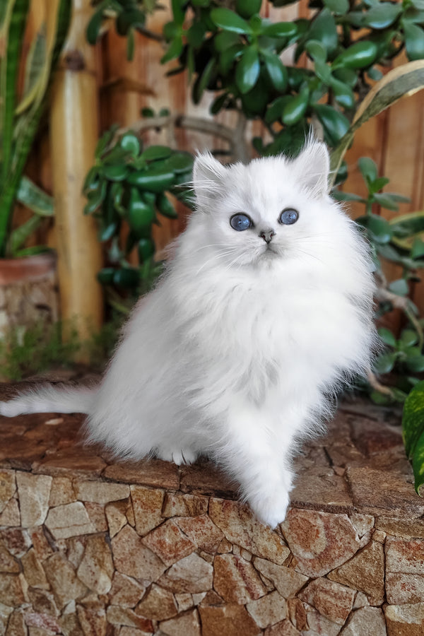 Liroj | British Longhair Kitten