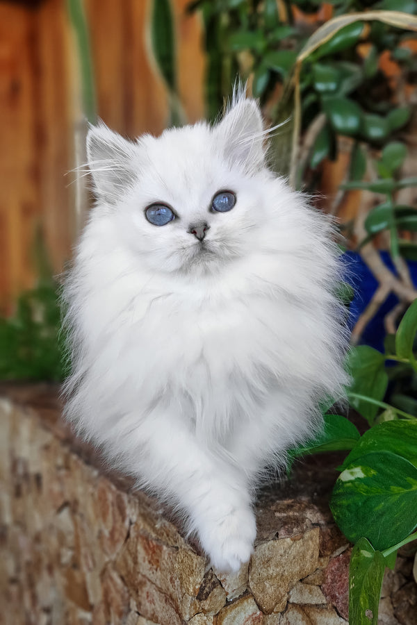 Liroj | British Longhair Kitten