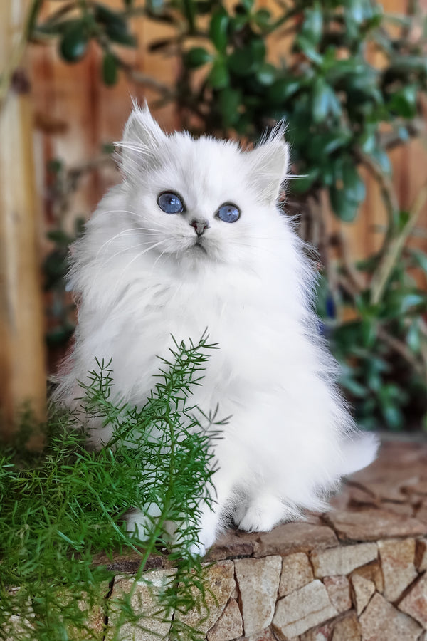 Liroj | British Longhair Kitten