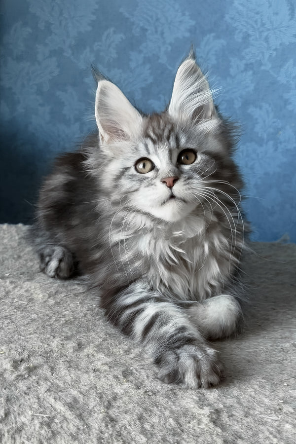 Liza | Maine Coon Kitten