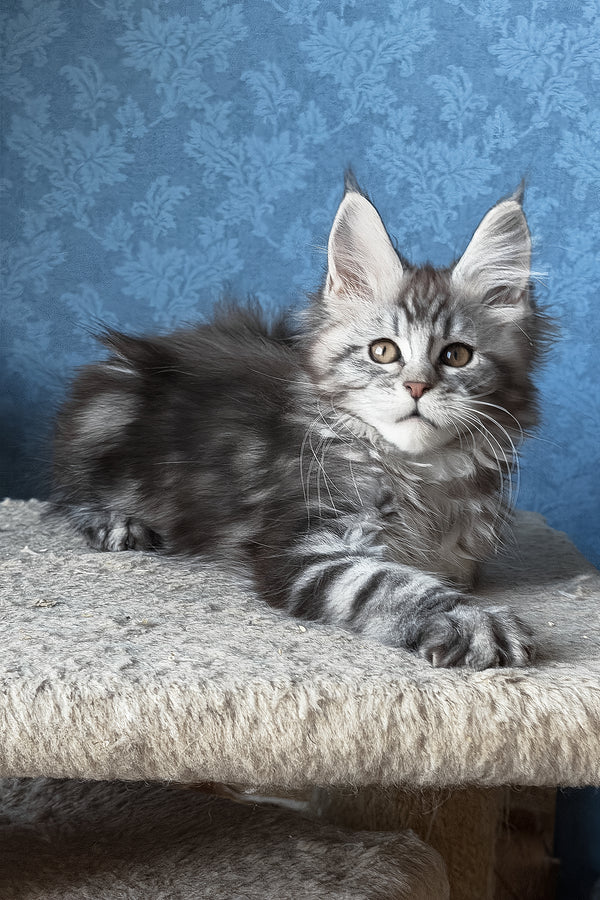Liza | Maine Coon Kitten