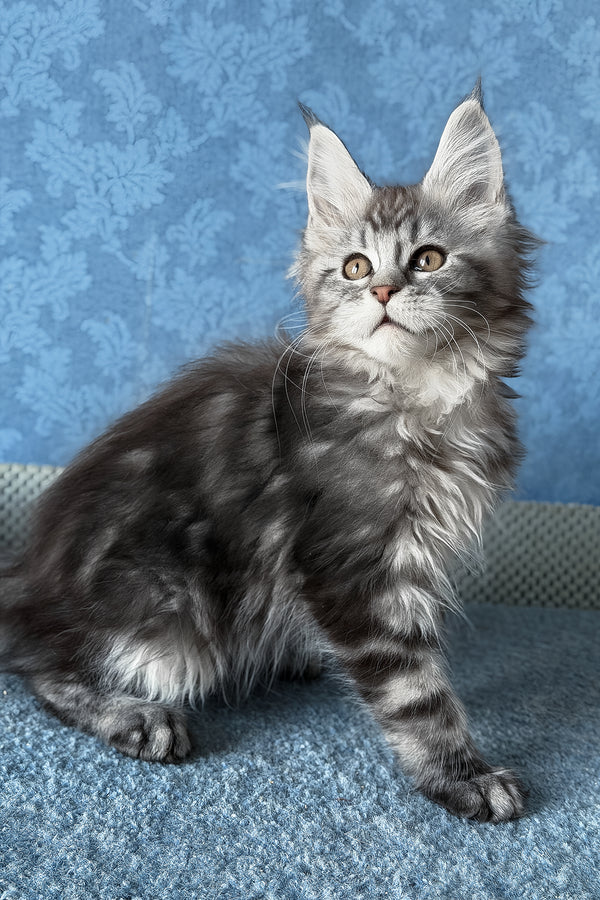 Liza | Maine Coon Kitten