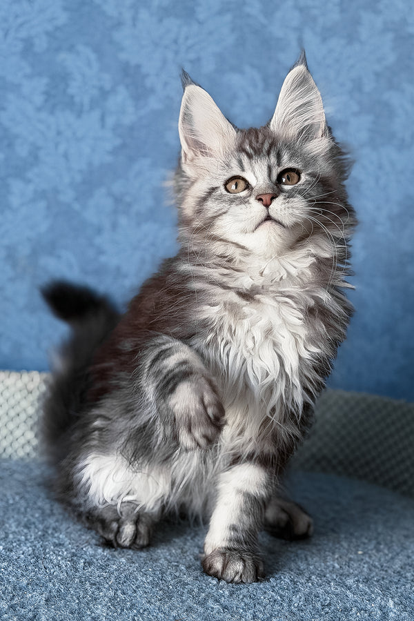 Liza | Maine Coon Kitten