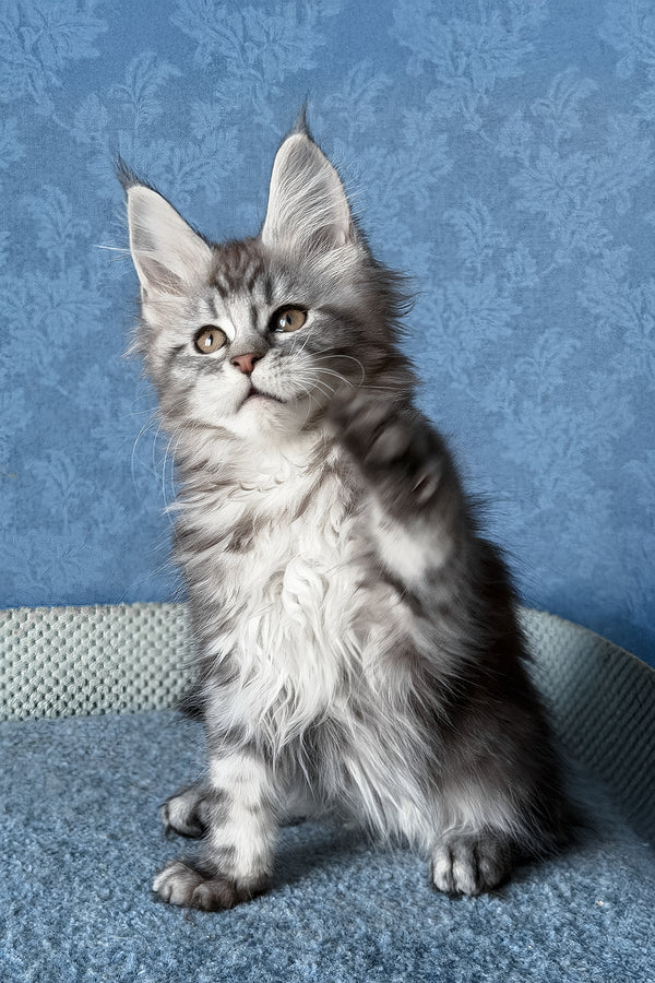 Liza | Maine Coon Kitten