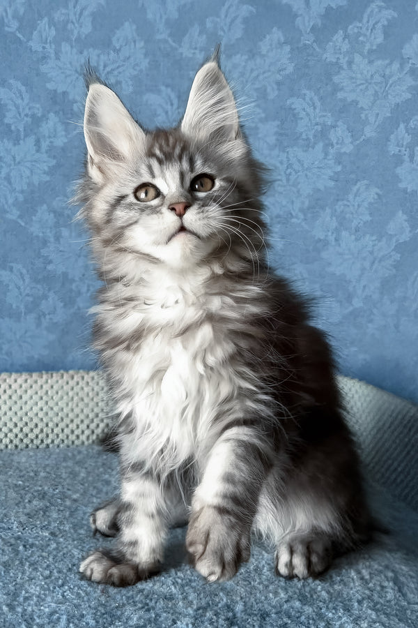Liza | Maine Coon Kitten