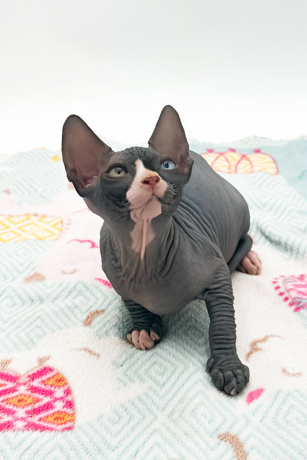Lita | Sphynx Kitten