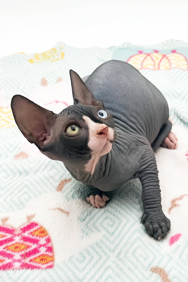 Lita | Sphynx Kitten
