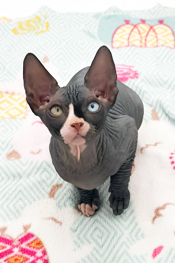 Lita | Sphynx Kitten