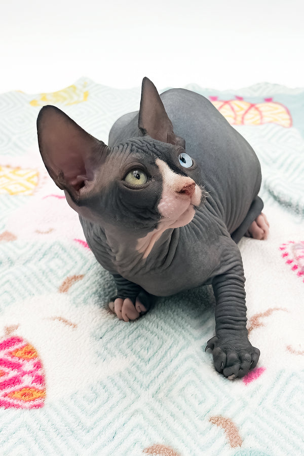 Lita | Sphynx Kitten