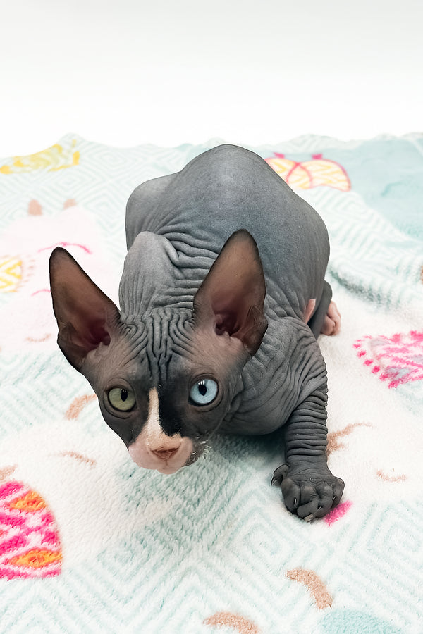 Lita | Sphynx Kitten