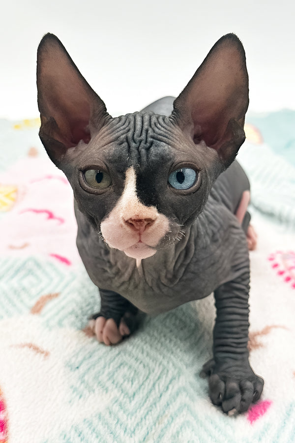 Lita | Sphynx Kitten